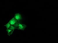 CAT / Catalase Antibody (clone OTI1B8)
