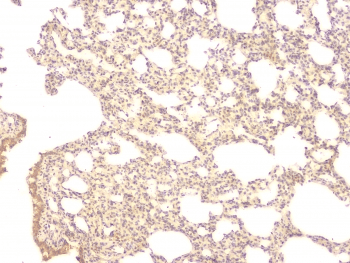 Polyclonal Rabbit anti-Human BMP15 Antibody (IHC, WB)