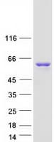 Human SRC Protein (Recombinant Myc-DDK (Flag))