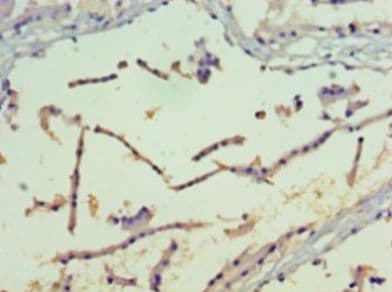PAK4 Antibody (FITC)