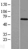 MIER3 Protein (Over-Expression Lysate Myc-DDK (Flag))