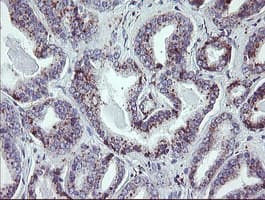 NRIP3 Antibody (clone OTI1A9)
