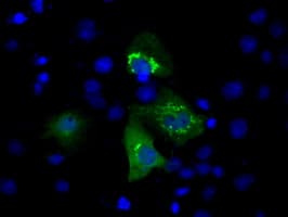 MCL1 / MCL 1 Antibody (clone OTI2D6)