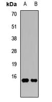 GATC Antibody