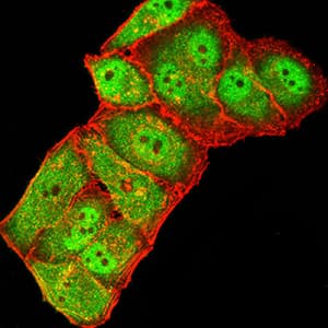 GRIK3 / GLUR7 Antibody (clone 2B3D1)