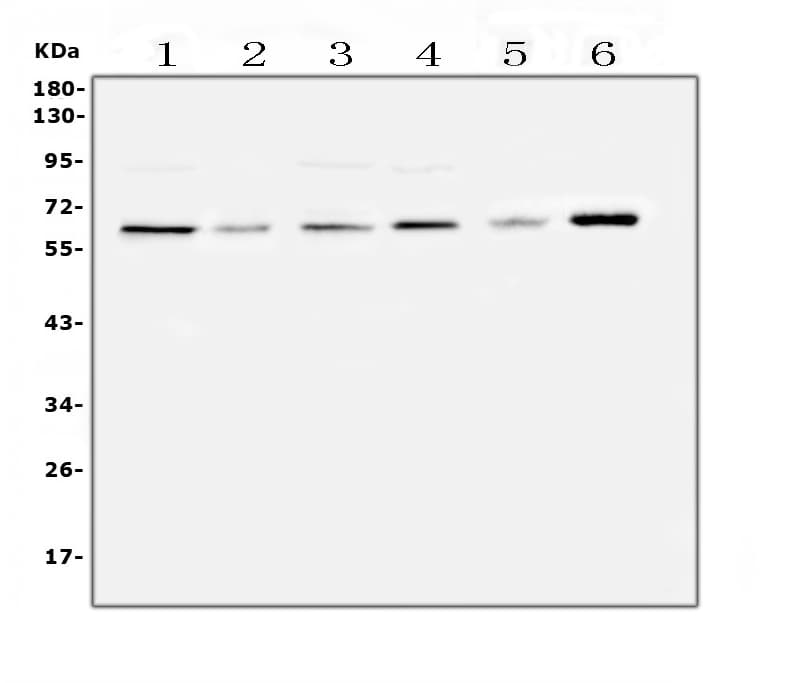 SPARCL1 / Hevin Antibody