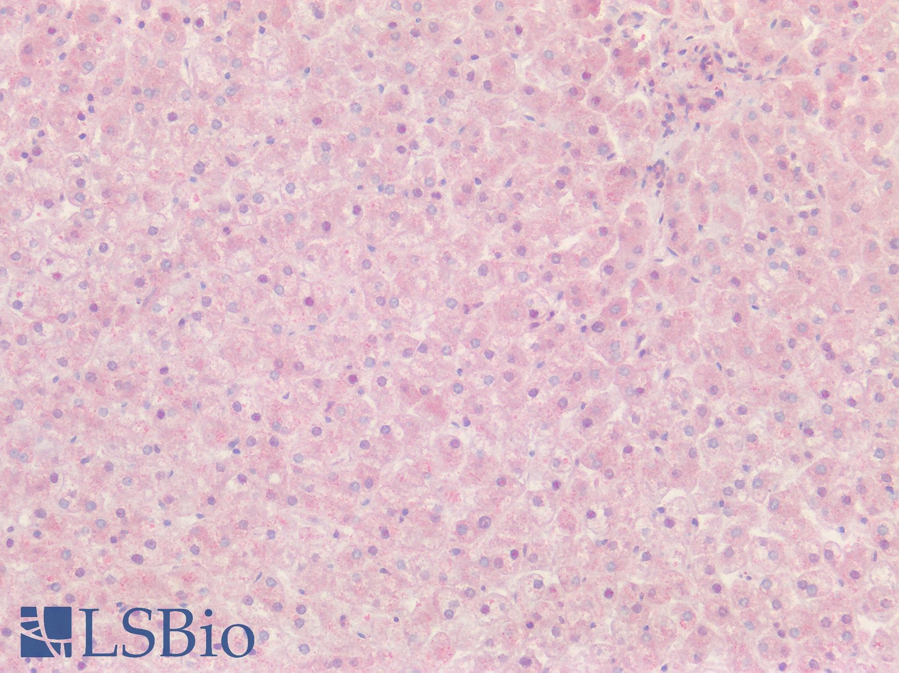 PathPlus™ Polyclonal Rabbit anti-Human T1R3 / TAS1R3 Antibody (N-Terminus, IHC)