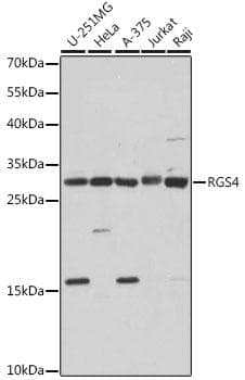 RGS4 Antibody