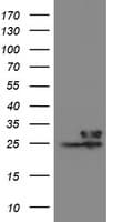 VBP1 Antibody (clone OTI1G3)