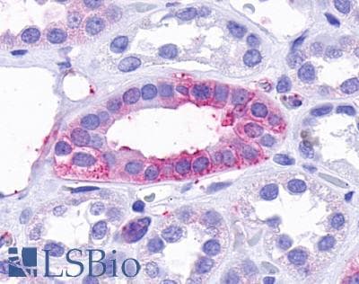 PathPlus™ TAAR9 Antibody (C-Terminus)