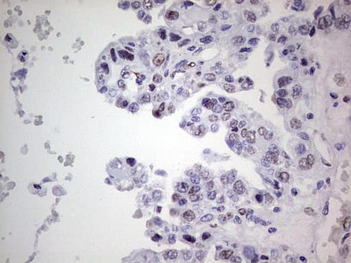 Monoclonal Mouse anti-Human C14orf166 Antibody (clone OTI4A3, IHC, WB)