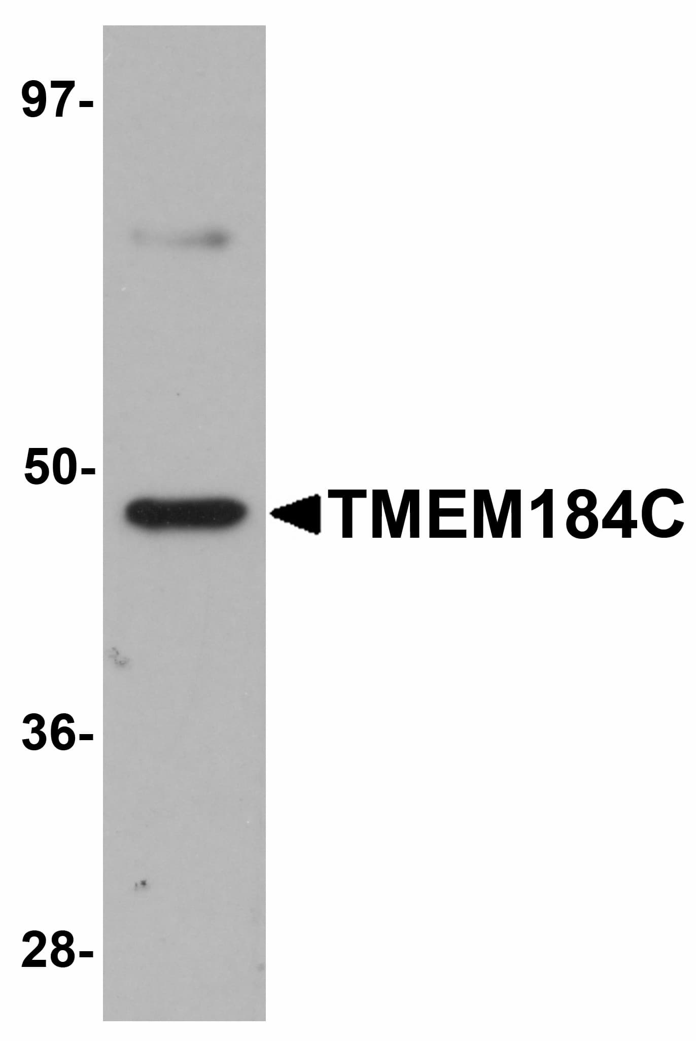 Polyclonal Rabbit anti-Human TMEM184C Antibody (IHC, IF, WB)