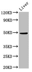 Polyclonal Rabbit anti-Human PPM1F Antibody (IHC, IF, WB)