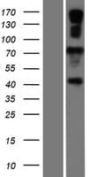 GP78 / AMFR Protein (Over-Expression Lysate Myc-DDK (Flag))