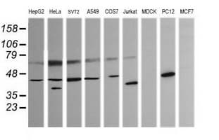 PARVA Antibody (clone OTI3H9, Carrier-free)