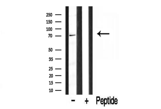 Polyclonal Rabbit anti-Human BRD7 Antibody (IHC, IF, WB)