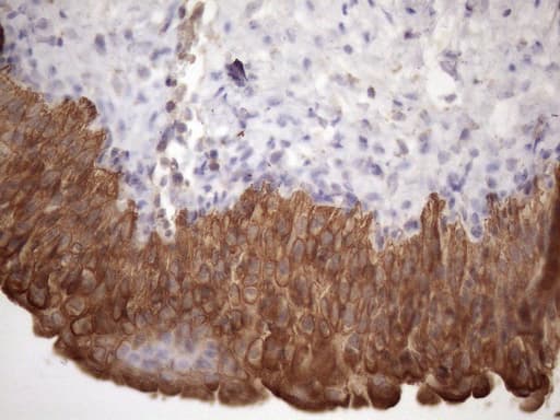 AMTN Antibody (clone OTI2D9)