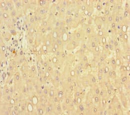 GLCE Antibody