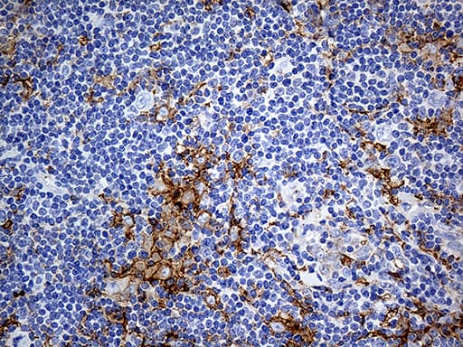 CD14 Antibody (aa20-87, clone OTI9C7)