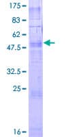Human TAAR2 / GPR58 Protein (Recombinant GST)
