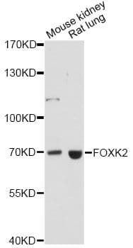 FOXK2 / ILF Antibody