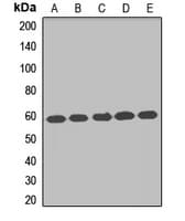 CCT7 Antibody