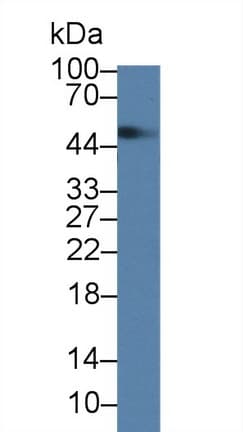TANK Antibody (aa131-369, Biotin)