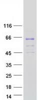 Human MARS2 Protein (Recombinant Myc-DDK (Flag))