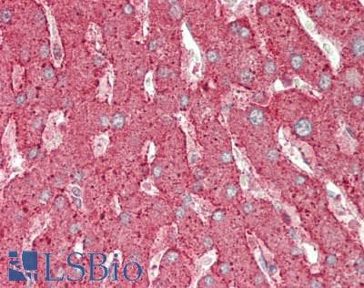 ANXA4 / Annexin IV Antibody (aa165-260)