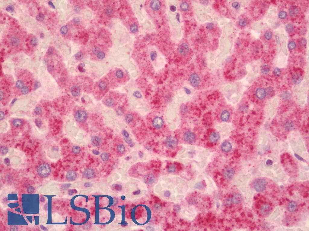 IHC-plus™ SMOC1 Antibody (aa284-313)