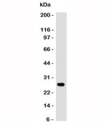 Mouse Anti-Human Lambda Light Chain Secondary Antibody (clone SPM559)
