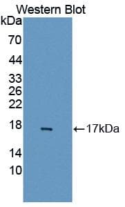 GABARAPL2 / ATG8 Antibody (aa1-117, PE)