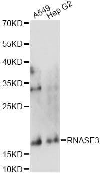 RNASE3 Antibody