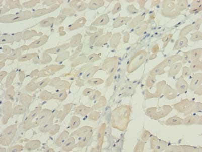 Polyclonal Rabbit anti-Human WNT4 Antibody (IHC, WB)