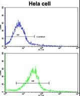 IHC-plus™ CUEDC2 Antibody (aa239-267)