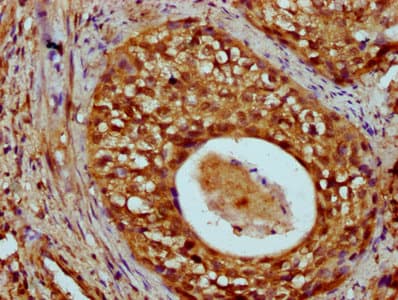 HIST1H4I Antibody