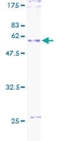 Human CD27 Protein (Recombinant GST)