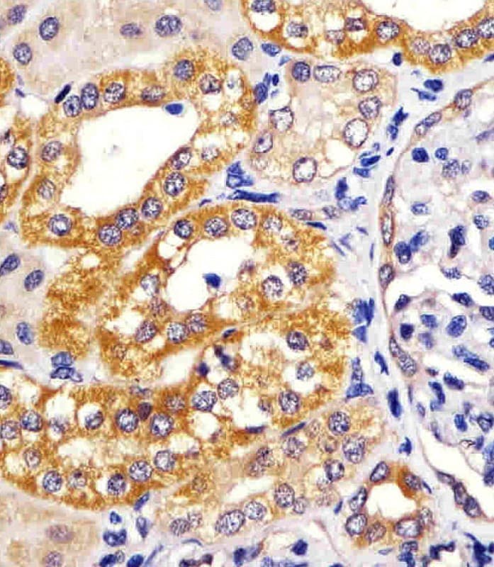 IRF3 Antibody (clone 1522CT766.58.24)