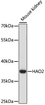 HAO2 Antibody