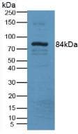 LOXL3 Antibody (aa509-712)