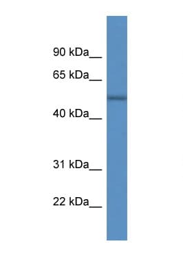 ARHGAP19 Antibody (aa395-444)