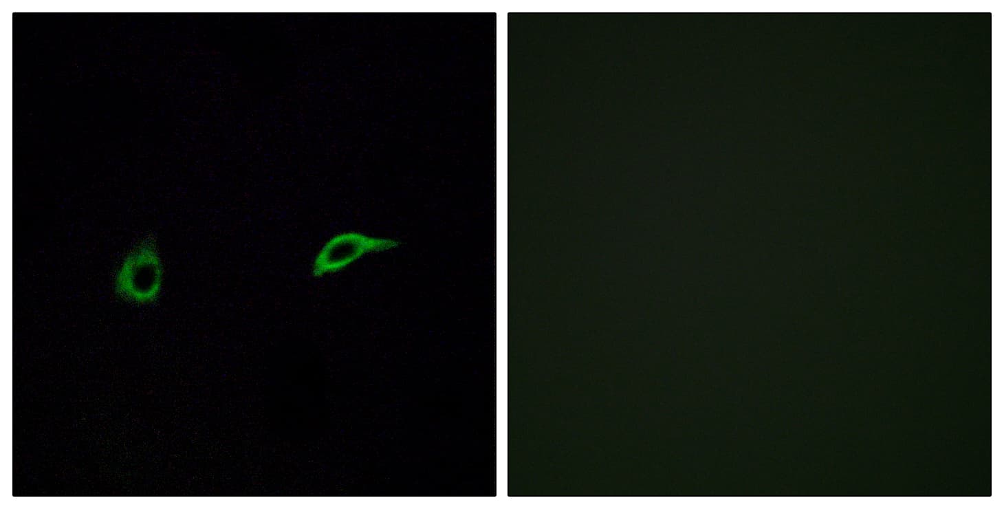 OR2C1 Antibody (aa241-290)
