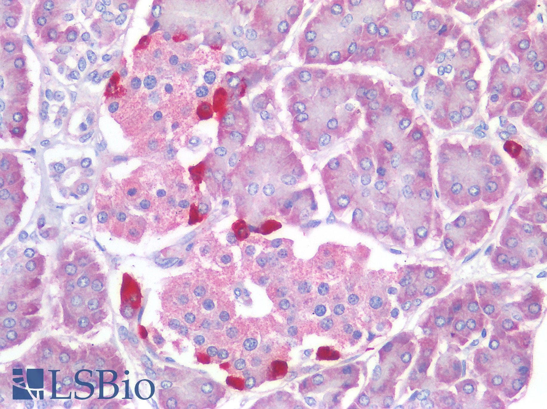 IHC-plus™ Polyclonal Rabbit anti-Human GCG / Glucagon Antibody (IHC)
