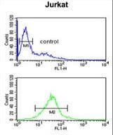 TFAP4 / AP-4 Antibody (aa306-334)