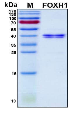 Human FOXH1 Protein (Recombinant 6His, N-terminus)