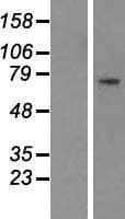 HDC / Histidine Decarboxylase Protein (Over-Expression Lysate Myc-DDK (Flag))