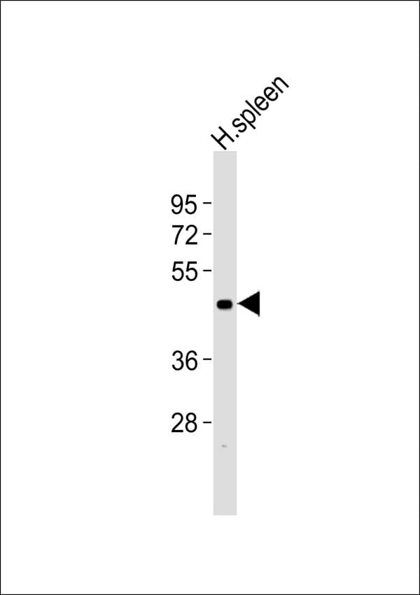 CASP1 / Caspase 1 Antibody