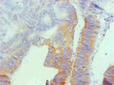 SPP1 / Osteopontin Antibody