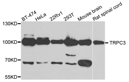 TRPC3 Antibody