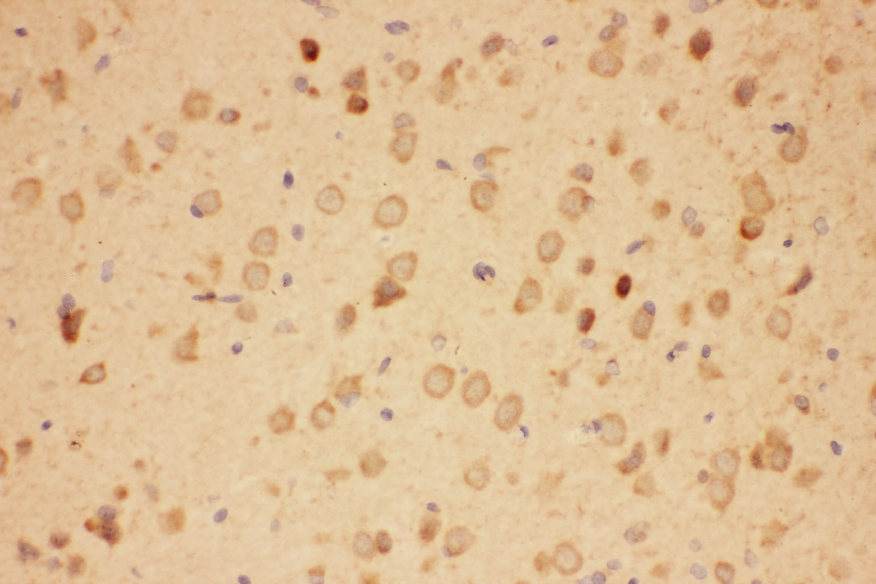 HSP90AA1 / Hsp90 Alpha A1 Antibody (aa2-365)